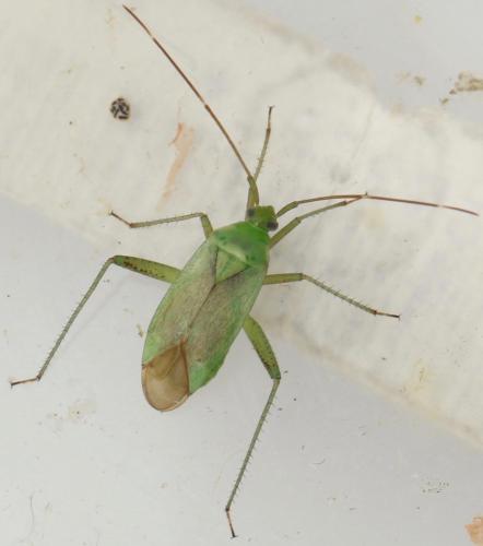 Réf. 330 069 : Adelphocoris quadripunctatus